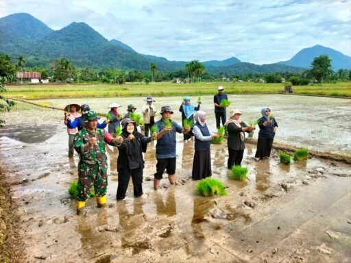 Babinsa Pajintan Bantu Petani Tanam Padi Perdana, Wujud Nyata Dukungan Ketahanan Pangan di Kota Singkawang. Babinsa Pajintan Bantu Petani Tanam Padi Perdana, Wujud Nyata Dukungan Ketahanan Pangan di Kota Singkawang.