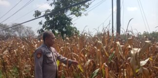 Polsek Ngimbang gelar pengecekan Dan Pemanenan Tanaman Jagung Program P2B di Desa Girik