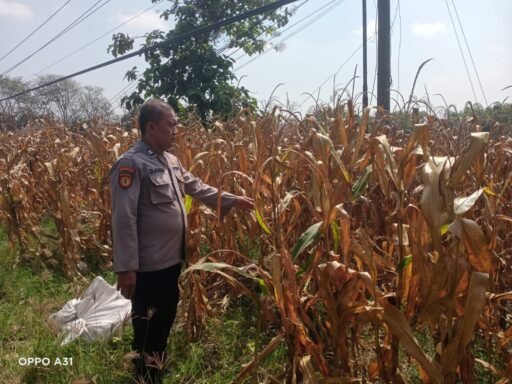 Polsek Ngimbang gelar pengecekan Dan Pemanenan Tanaman Jagung Program P2B di Desa Girik Polsek Ngimbang gelar pengecekan Dan Pemanenan Tanaman Jagung Program P2B di Desa Girik