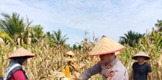 Polsek Merbau Panen Jagung Pipil Bersama Kelompok Tani, Dukung Ketahanan Pangan Nasional