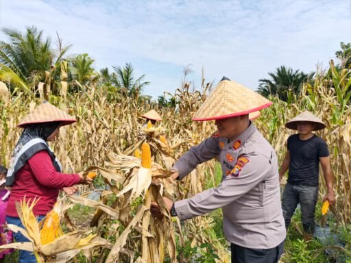 Polsek Merbau Panen Jagung Pipil Bersama Kelompok Tani, Dukung Ketahanan Pangan Nasional Polsek Merbau Panen Jagung Pipil Bersama Kelompok Tani, Dukung Ketahanan Pangan Nasional