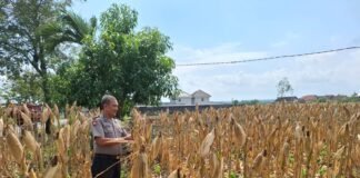 Demi Sukseskan Program P2B Polsek Ngimbang Gelar Monitoring Dan Pengecekan Tanaman Jagung Di Desa Lamongrejo