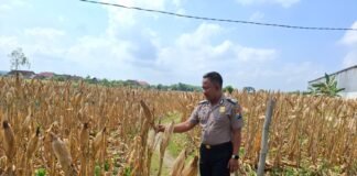 Demi Sukseskan Program P2B Polsek Ngimbang Gelar Monitoring Dan Pengecekan Tanaman Jagung Di Desa Lamongrejo