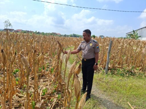 Demi Sukseskan Program P2B Polsek Ngimbang Gelar Monitoring Dan Pengecekan Tanaman Jagung Di Desa Lamongrejo Demi Sukseskan Program P2B Polsek Ngimbang Gelar Monitoring Dan Pengecekan Tanaman Jagung Di Desa Lamongrejo