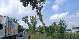 Polsek Ngimbang Gelar Patroli Dan Pengecekan Antisipasi Pohon Tumbang di Daerah Rawan Bencana