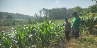 Demi Sukseskan Program P2B Polsek Ngimbang Gelar Monitoring Dan Pengecekan Tanaman Jagung Di Desa Lamongrejo