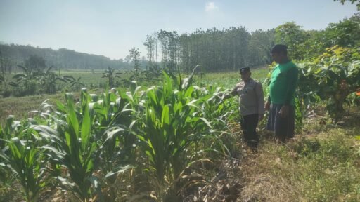 Demi Sukseskan Program P2B Polsek Ngimbang Gelar Monitoring Dan Pengecekan Tanaman Jagung Di Desa Lamongrejo Demi Sukseskan Program P2B Polsek Ngimbang Gelar Monitoring Dan Pengecekan Tanaman Jagung Di Desa Lamongrejo