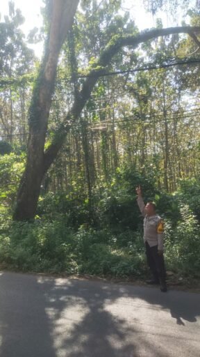 Guna Antisipasi Pohon Tumbang Polsek Ngimbang Gelar Patroli Dan Pengecekan di Daerah Rawan Bencana Guna Antisipasi Pohon Tumbang Polsek Ngimbang Gelar Patroli Dan Pengecekan di Daerah Rawan Bencana