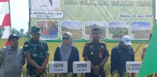 Pasiter Kodim 1208/Sambas Dampingi Wakil Bupati Sambas Hadiri Panen Padi di Desa Gelik