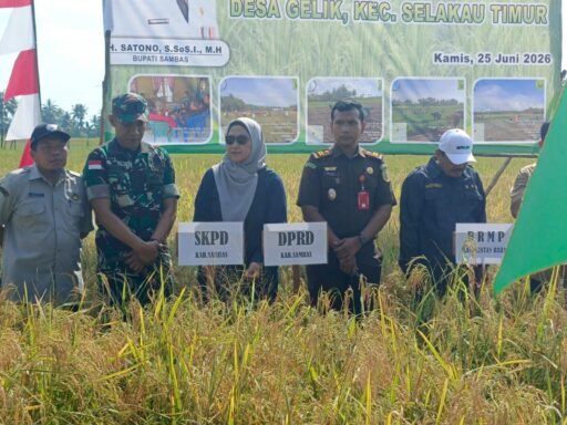 Pasiter Kodim 1208/Sambas Dampingi Wakil Bupati Sambas Hadiri Panen Padi di Desa Gelik Pasiter Kodim 1208/Sambas Dampingi Wakil Bupati Sambas Hadiri Panen Padi di Desa Gelik
