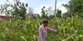 Demi Sukseskan Program P2B Polsek Ngimbang Gelar Monitoring Dan Pengecekan Tanaman Jagung Di Desa Sendangrejo