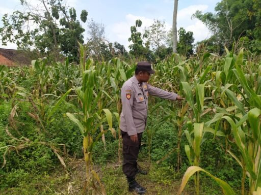 Demi Sukseskan Program P2B Polsek Ngimbang Gelar Monitoring Dan Pengecekan Tanaman Jagung Di Desa Sendangrejo Demi Sukseskan Program P2B Polsek Ngimbang Gelar Monitoring Dan Pengecekan Tanaman Jagung Di Desa Sendangrejo