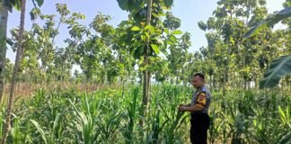 Guna Mendukung Program Ketahanan Pangan Polsek Ngimbang Gelar Monitoring Tanaman Jagung Di Desa Lamongrejo