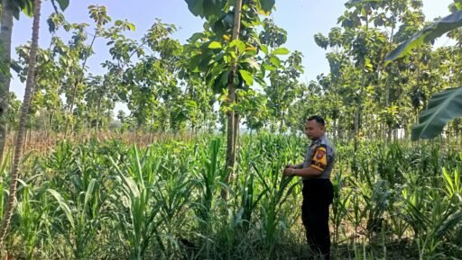 Guna Mendukung Program Ketahanan Pangan Polsek Ngimbang Gelar Monitoring Tanaman Jagung Di Desa Lamongrejo Guna Mendukung Program Ketahanan Pangan Polsek Ngimbang Gelar Monitoring Tanaman Jagung Di Desa Lamongrejo