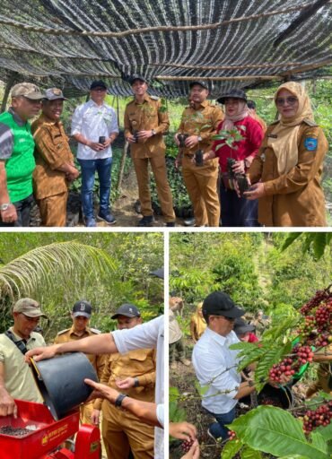 PTBA Dampingi Petani Kopi Sawahlunto Panen dan Ciptakan Nilai Tambah PTBA Dampingi Petani Kopi Sawahlunto Panen dan Ciptakan Nilai Tambah