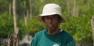 Kisah Masyarakat Pasir Sakti: Dulu Terkikis Abrasi, Kini Tumbuh Mangrove yang Menghidupi