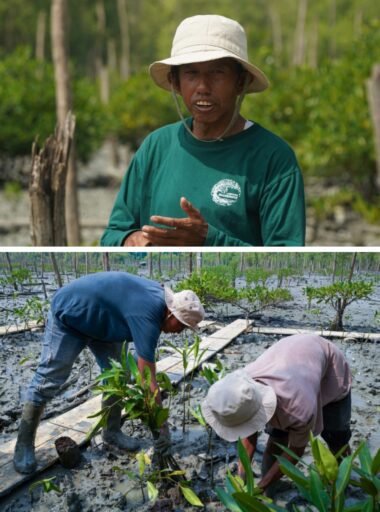 Kisah Masyarakat Pasir Sakti: Dulu Terkikis Abrasi, Kini Tumbuh Mangrove yang Menghidupi Kisah Masyarakat Pasir Sakti: Dulu Terkikis Abrasi, Kini Tumbuh Mangrove yang Menghidupi