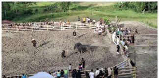 Lagi-lagi, Para Terduga Pelaku Judi Adu Kerbau di Toraja Utara Diamankan Tim Resmob