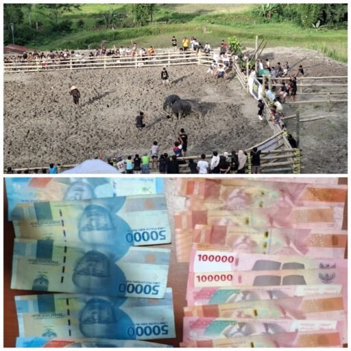 Lagi-lagi, Para Terduga Pelaku Judi Adu Kerbau di Toraja Utara Diamankan Tim Resmob Lagi-lagi, Para Terduga Pelaku Judi Adu Kerbau di Toraja Utara Diamankan Tim Resmob