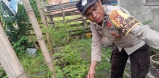 Dukung Swasembada Pangan Nasional Polsek Merbau Sembang Petani Cabe.