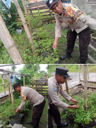 Dukung Swasembada Pangan Nasional Polsek Merbau Sembang Petani Cabe. Dukung Swasembada Pangan Nasional Polsek Merbau Sembang Petani Cabe.