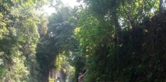 Guna Antisipasi Pohon Tumbang Polsek Ngimbang Gelar Patroli Dan Pengecekan di Daerah Rawan Bencana