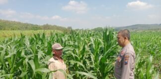 Guna Mendukung Program Ketahanan Pangan P2B Polsek Ngimbang Gelar Monitoring Tanaman Jagung Di Desa Girik
