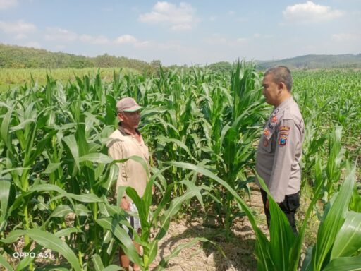 Guna Mendukung Program Ketahanan Pangan P2B Polsek Ngimbang Gelar Monitoring Tanaman Jagung Di Desa Girik Guna Mendukung Program Ketahanan Pangan P2B Polsek Ngimbang Gelar Monitoring Tanaman Jagung Di Desa Girik