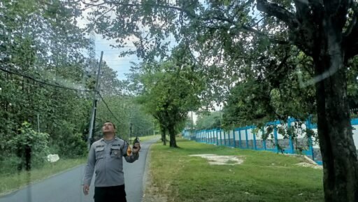 Guna Antisipasi Pohon Tumbang Polsek Ngimbang Gelar Patroli Dan Pengecekan di Daerah Rawan Bencana Guna Antisipasi Pohon Tumbang Polsek Ngimbang Gelar Patroli Dan Pengecekan di Daerah Rawan Bencana