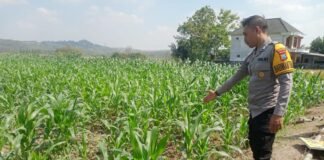 Demi Sukseskan Program Ketahanan Pangan P2B,Polsek Ngimbang Laksanakan Pengcekan Tanaman Jagung di Desa Girik