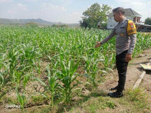 Demi Sukseskan Program Ketahanan Pangan P2B,Polsek Ngimbang Laksanakan Pengcekan Tanaman Jagung di Desa Girik Demi Sukseskan Program Ketahanan Pangan P2B,Polsek Ngimbang Laksanakan Pengcekan Tanaman Jagung di Desa Girik