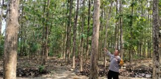 Polsek Ngimbang Gelar Patroli Dan Pengecekan Guna Antisipasi Pohon Tumbang di Daerah Rawan Bencana