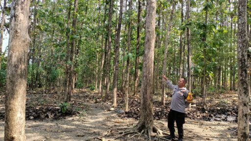 Polsek Ngimbang Gelar Patroli Dan Pengecekan Guna Antisipasi Pohon Tumbang di Daerah Rawan Bencana Polsek Ngimbang Gelar Patroli Dan Pengecekan Guna Antisipasi Pohon Tumbang di Daerah Rawan Bencana