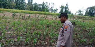 Demi Sukseskan Program Pangan P2B, Polsek Ngimbang Laksanakan Pengcekan Tanaman Jagung di Desa Sendangrejo