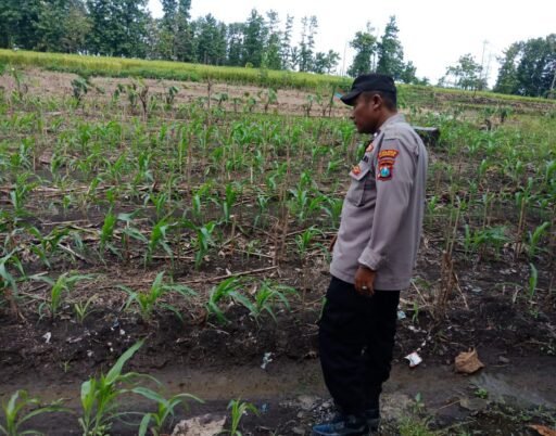 Demi Sukseskan Program Pangan P2B, Polsek Ngimbang Laksanakan Pengcekan Tanaman Jagung di Desa Sendangrejo Demi Sukseskan Program Pangan P2B, Polsek Ngimbang Laksanakan Pengcekan Tanaman Jagung di Desa Sendangrejo