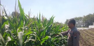Demi Sukseskan Program Ketahanan Pangan P2B,Polsek Ngimbang Gelar Pengcekan Jagung di Desa Ganggangtingan