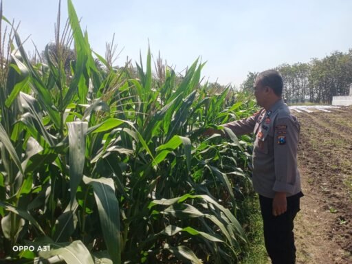 Demi Sukseskan Program Ketahanan Pangan P2B,Polsek Ngimbang Gelar Pengcekan Jagung di Desa Ganggangtingan Demi Sukseskan Program Ketahanan Pangan P2B,Polsek Ngimbang Gelar Pengcekan Jagung di Desa Ganggangtingan