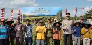 Sinergi TNI dan Petani: Pangdam XII/Tpr Laksanakan Panen Raya Padi Dukung Ketahanan Pangan Nasional