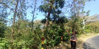 Polsek Ngimbang Gelar Patroli Dan Pengecekan Guna Antisipasi Pohon Tumbang di Daerah Rawan Bencana