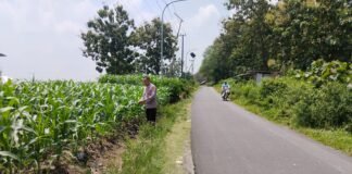 Demi Sukseskan Program Ketahanan Pangan P2B,Polsek Ngimbang Monitoring Tanaman Jagung di Desa Lamongrejo