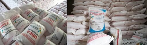 Harga Pupuk Subsidi Tembus di Atas HET, Petani Rejang Lebong dan Lebong Mengeluh. Harga Pupuk Subsidi Tembus di Atas HET, Petani Rejang Lebong dan Lebong Mengeluh.