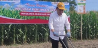 Perkuat Hilirisasi Jagung dan Pengembangan UMKM Pertanian Melalui Kolaborasi Lintas Sektor