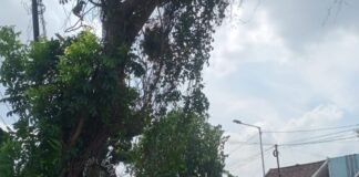 Personil Polsek Ngimbang Gelar Patroli Dan Pengecekan Guna Antisipasi Pohon Tumbang di Daerah Rawan Bencana