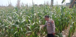 Demi Sukseskan Program Ketahanan Pangan P2B,Polsek Ngimbang Monitoring Tanaman Jagung di Desa Lamongrejo