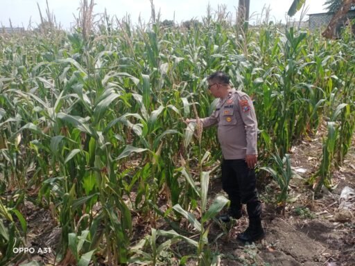 Demi Sukseskan Program Ketahanan Pangan P2B,Polsek Ngimbang Monitoring Tanaman Jagung di Desa Lamongrejo Demi Sukseskan Program Ketahanan Pangan P2B,Polsek Ngimbang Monitoring Tanaman Jagung di Desa Lamongrejo