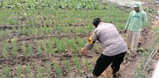 Demi Sukseskan Program P2B Polsek Ngimbang Gelar Monitoring Tanaman Bawang Merah Di Desa Lamongrejo