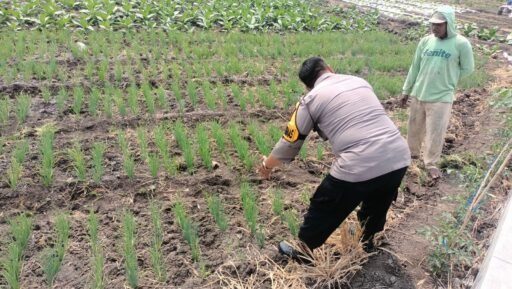 Demi Sukseskan Program P2B Polsek Ngimbang Gelar Monitoring Tanaman Bawang Merah Di Desa Lamongrejo Demi Sukseskan Program P2B Polsek Ngimbang Gelar Monitoring Tanaman Bawang Merah Di Desa Lamongrejo