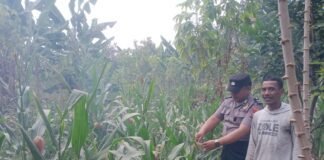Demi Sukseskan Program Ketahanan Pangan P2B,Polsek Ngimbang Monitoring Tanaman Jagung di Desa Sendangrejo