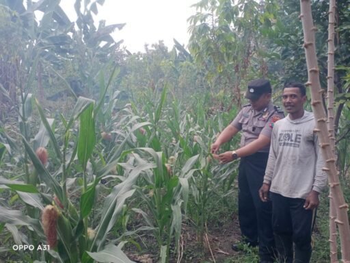 Demi Sukseskan Program Ketahanan Pangan P2B,Polsek Ngimbang Monitoring Tanaman Jagung di Desa Sendangrejo Demi Sukseskan Program Ketahanan Pangan P2B,Polsek Ngimbang Monitoring Tanaman Jagung di Desa Sendangrejo