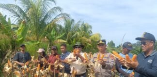 *KAPOLSEK LUBUK PINANG HADIRI PANEN JAGUNG PROGRAM KETAHANAN PANGAN SADESAHE DI DESA SUMBER MAKMUR*